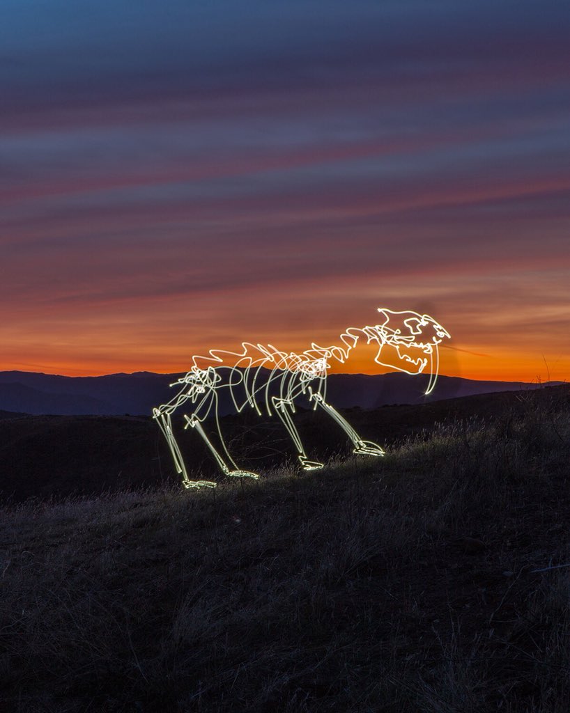 dariustwin's tweet photo. Smilodon #lightfossil π
- freehand #lightdrawing with a Night-Writer LED-pen βοΈπ«β‘οΈ during a #longexposure π· post-sunset. https://t.co/opEKtU5KQj