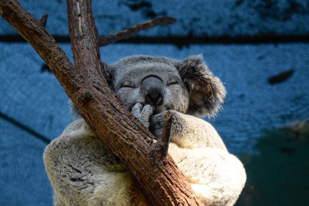 crocodilekatie's tweet photo. It's time for your #FridayFuzz therapy!!! @VABVOX https://t.co/rzzPzjnJIK