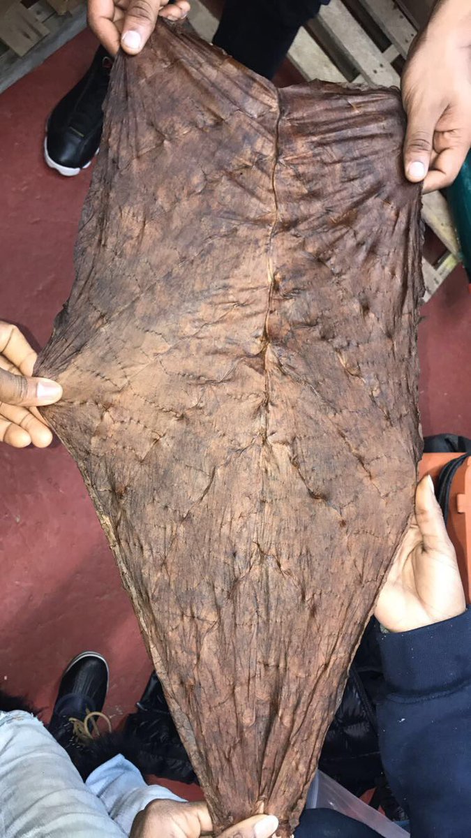FrontoKingUSA's tweet photo. The best dark leaf on the market🍃🔥🔥🔥#frontoking #fronto #frontoleaf #houston #htown #boston #dallas #weed #smoke #damn #frontolife #leaf #king #kingshit https://t.co/Vm8gPK3Phx