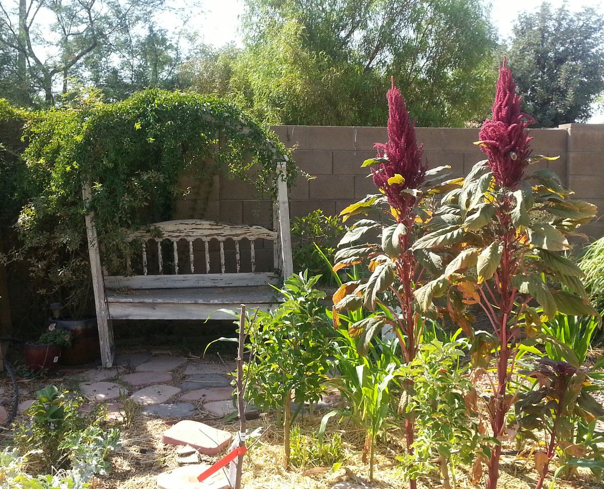GrowPHX's tweet photo. Growing Native Plant Varieties [Sustainable Farming Techniques] https://t.co/roXJrFVHM6 https://t.co/vDUdFi7GEZ