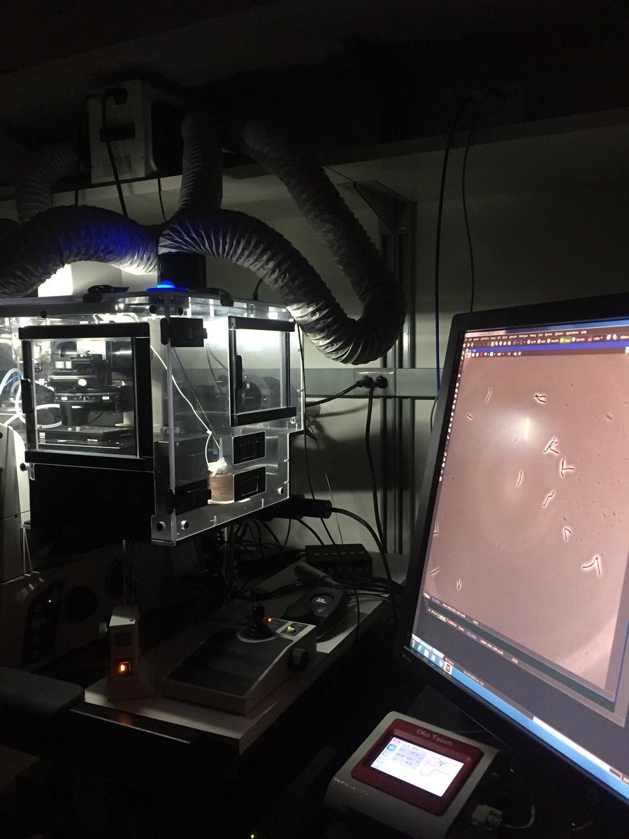 Maikel_Boot's tweet photo. First time solo on our fancy timelapse microscope at @YaleMed! So cool! #regolab #microscopy #sentimental https://t.co/Xxd6Xo9QGc