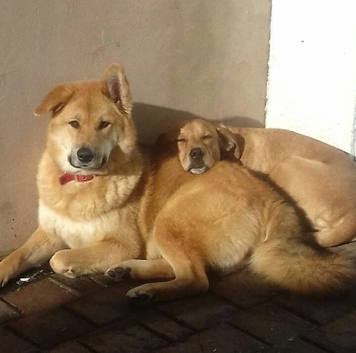 Michell97266527's tweet photo. #dogs ❤💙 https://t.co/0fzHzIu3ok