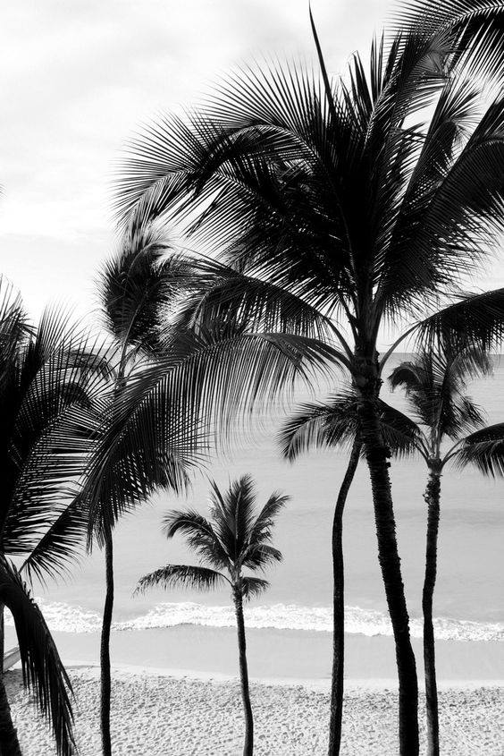 DrinkPB's tweet photo. We're all about palm trees and tropical weather. https://t.co/ia4FRhOKqA