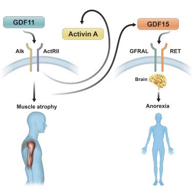 CellReports's tweet photo. Following the effects of GDF11 on cachexia https://t.co/qlH3u4oc6V https://t.co/t9PSlvHBIT