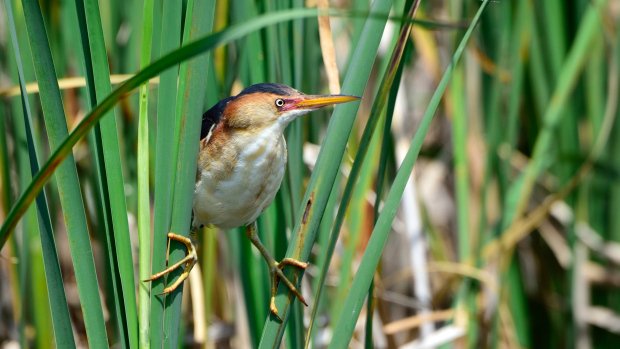 Act_Wild's tweet photo. Attention Bird Lovers! Bird watchers are now welcome in newly protected Quebec wetlands 

https://t.co/fvWCe6Ffjf @CBCNews #wetlands #nature https://t.co/Texcgs0Ovx