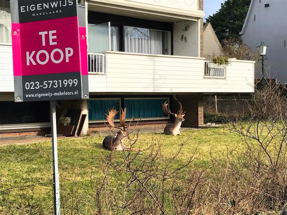 Eigenwijszvoort's tweet photo. #onbetaalbare #natuur #plaatjes #Zandvoort. Alleen het huis is te koop! https://t.co/PDkM4iky0o