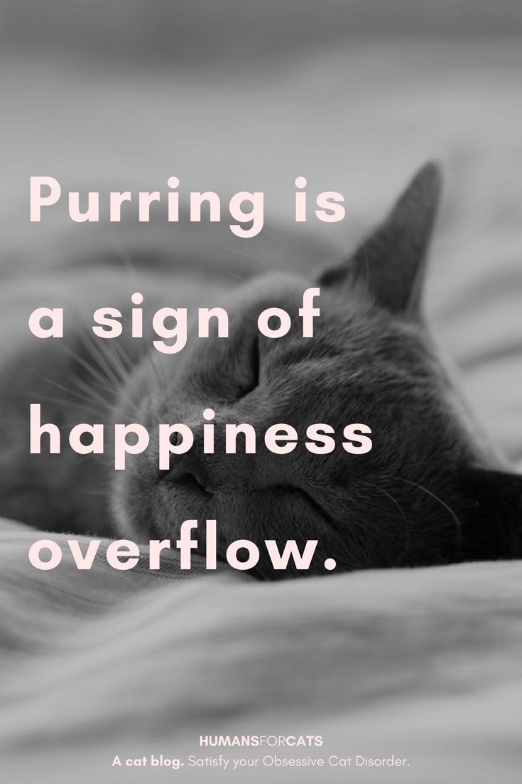 HumansForCats's tweet photo. From the Lancet: How to purr like a cat https://t.co/F086PkkoVj https://t.co/UkJXjbk6aA