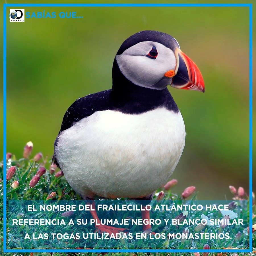 Discovery en Español (@discoveryenesp) on Twitter photo 