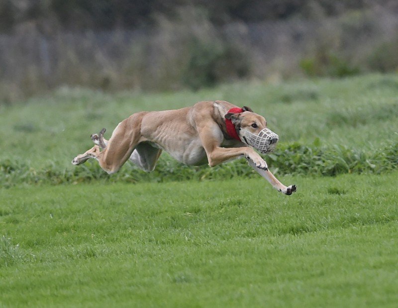 Outoftheshadow, expected to start favourite at around 6/1 for the BoyleSports Irish Coursing Derby which gets underway in Clonmel on Saturday. #NM2018