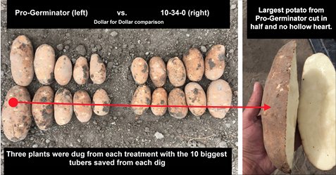 Spudman Magazine tweet media