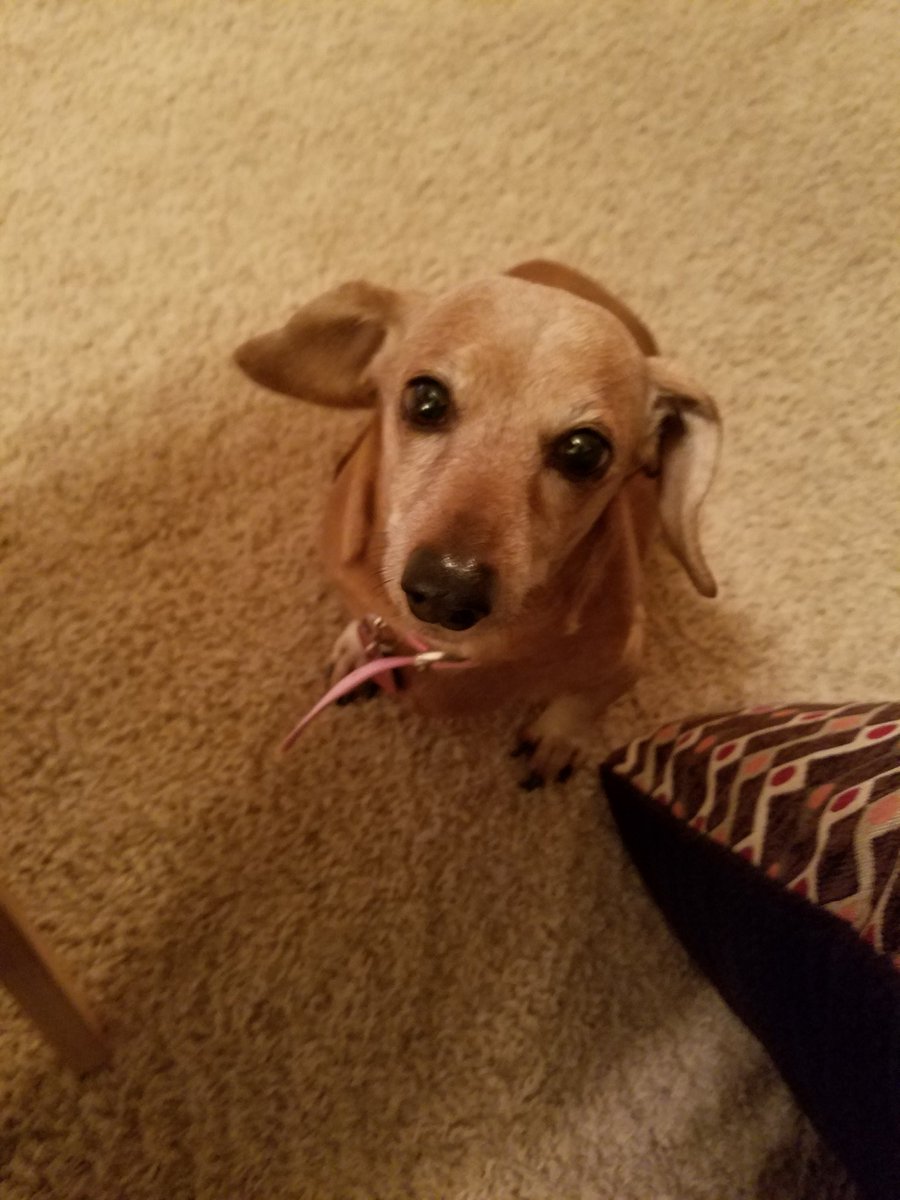 MarlaKBenjamin's tweet photo. How do I manage to leave this face every morning? #DogMom https://t.co/GF42of5wZp