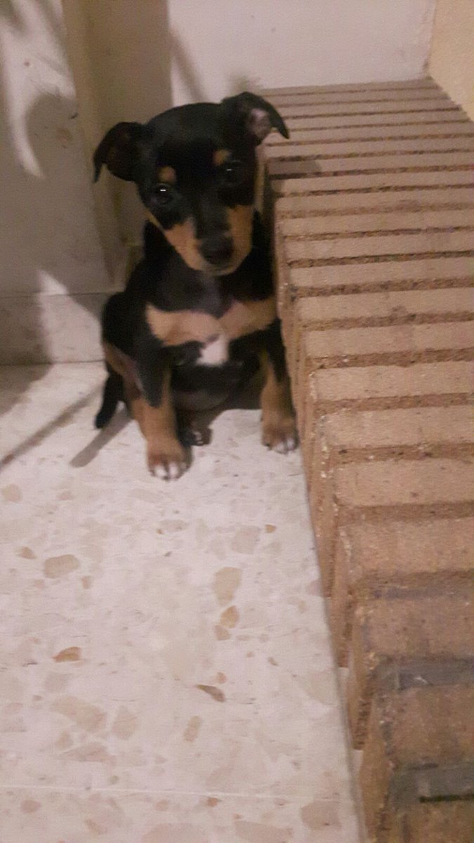 Vitalisioo's tweet photo. Ayer mi tía se encontró este bebé en la calle tiritando de frío, tiene mes y medio y está en La Línea de la Concepción y no se ll puede quedar.

Si quieres adoptarlo, hablame al DM, y si no puedes agradecería un RT! https://t.co/J10juyoogv