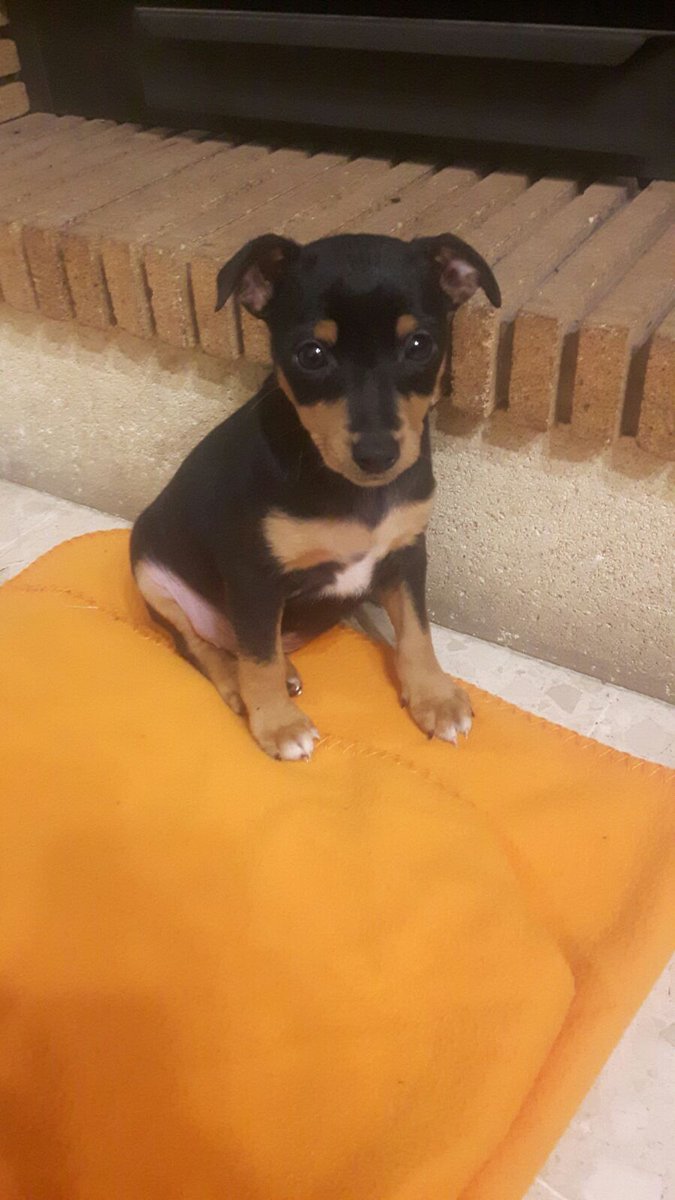 Vitalisioo's tweet photo. Ayer mi tía se encontró este bebé en la calle tiritando de frío, tiene mes y medio y está en La Línea de la Concepción y no se ll puede quedar.

Si quieres adoptarlo, hablame al DM, y si no puedes agradecería un RT! https://t.co/J10juyoogv