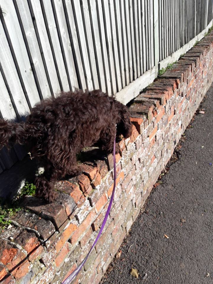 Welcome to Povey's Paws, Wednesday's newbie. Such a cute adorable pup 🐶🐾
#NewburyDogWalker #DogWalker #PoveysPaws #Newbury #Thatcham