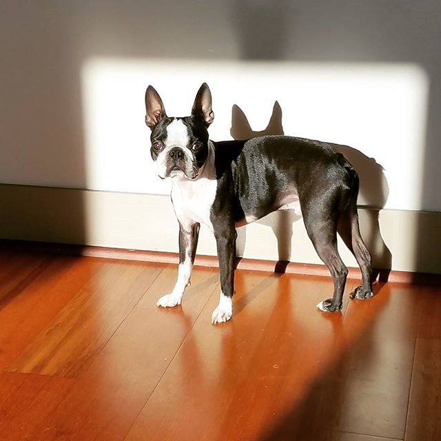 elguapotravels's tweet photo. "Keep your face always toward the sunshine - and shadows will fall behind you." - Walt Whitman
.
.
.
#bostonterriersofinstagram #bostonterrierlove #bostonterrier #bostonterrierpuppy #bostonterriernation #bostonterriercult #bostonterrier_feature #bostonte… https://t.co/O33poKew2q https://t.co/xKQFddFyQ6