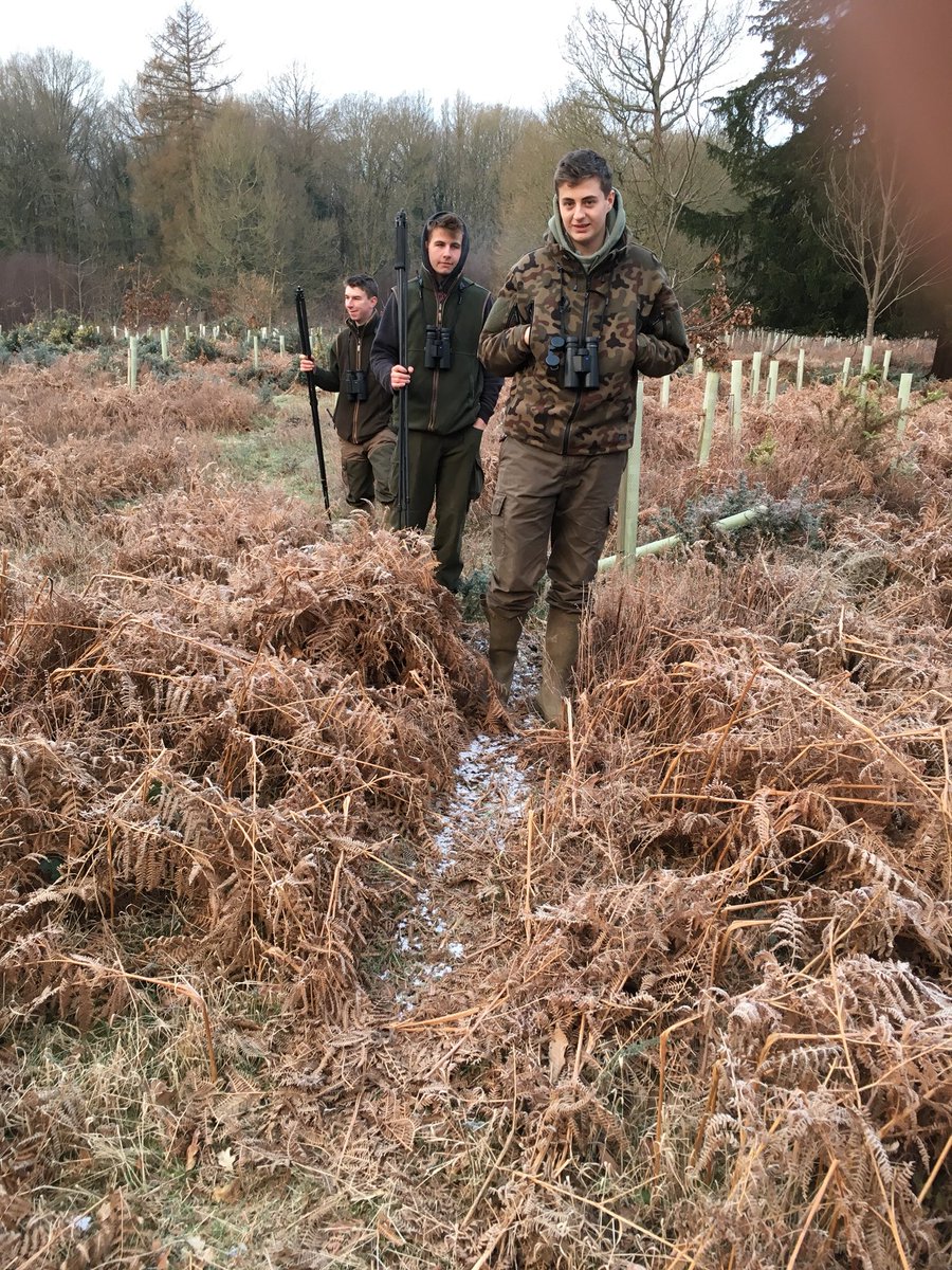 A frosty morning to be out stalking with <a href="/Sparsholt_Coll/">Sparsholt College</a> Gamekeeping students making the bracken as noisy as cornflakes. Better luck this evening with one more fallow doe added to the cull.