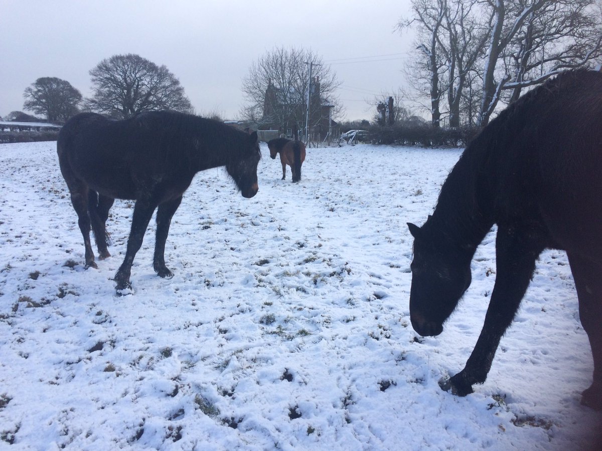 Natural_Horses's tweet photo. Herd https://t.co/hVtjIF7BPx