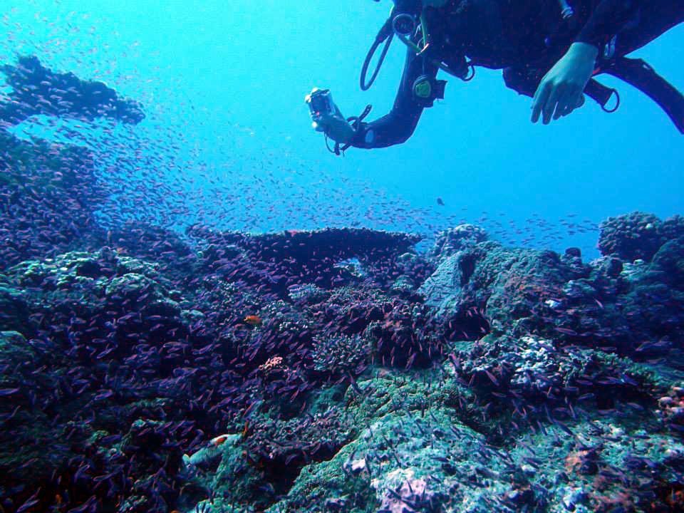 Best Dive Sites: Shark Reef Marine Reserve, Beqa Lagoon, Fiji
diveglobal.com/divesite/shark… 
#shark #reef #marine #reserve #fiji #Bequa #beqa #lagoon #bullshark #dive #scuba #diving #divesite #best #destination #bestdivesites #divespot #diveglobal #underwater #photography #photo