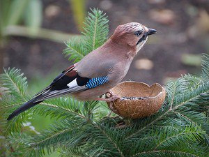 Ещё поклевать или достаточно?