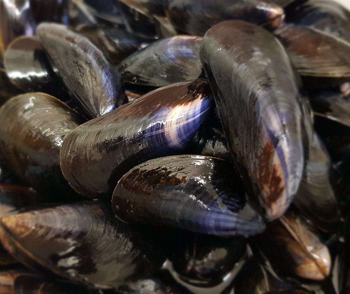 RosebudPub's tweet photo. #mussels hand scrubbed, looking amazing and ready to go Thai style!
#seafood #shellfish #brightlingsea #essex #bestrestaurant #food https://t.co/f28rdiW8xc