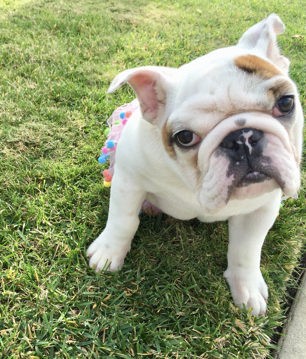 LoulouHoltz's tweet photo. #tbt When will I grow into my big ears? Happy Throwback Thursday #ivegotcuteears #throwbackthursday #icandonowrong #Thursday #ivegotthemwrappedaroundmyfinger #beautifulpeople #ears #bigears #cheersbigears #babylou #nddog #babypictures https://t.co/Za7qsw3RmT