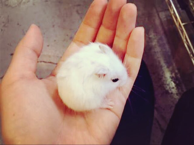 Uh19984's tweet photo. 🌈昨日の夕方に梅ちゃんがちぇるの家に来てくれた💕姉ちゃんに感謝
🐁可愛い過ぎる💕
1人暮らしには、孤独だから来てもらった嬉しすぎる...
遠い所から来てくれてありがとう、最後の残りを一緒に過ごしたいから☺️5年以上生きて欲しいけど...🐁 https://t.co/Iy7Qa1uTOz