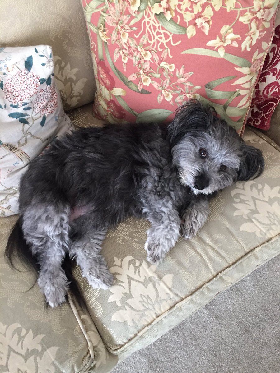GregQuinnAodhan's tweet photo. @hbaldwin @AlanDuncanMP @foreignoffice @DiploMog You are not alone!  Meet @DiplomaticDog Nellie, the resident mutt at the British Residence in #Guyana. https://t.co/6rLXNAAFVV