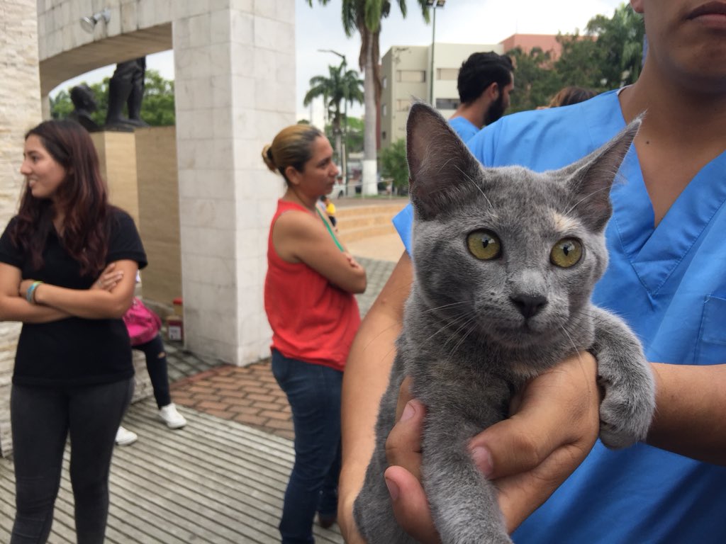 UdeGuayaquil's tweet photo. #NoticiasUG 🐱
@gatitosUG pone en adopción de los estudiantes a los felinos que son rescatados de las diferentes facultades de la UG.
Participa de la campaña de adopción y vacunación. Hoy hasta las 18h00. https://t.co/SPQow0fNdY