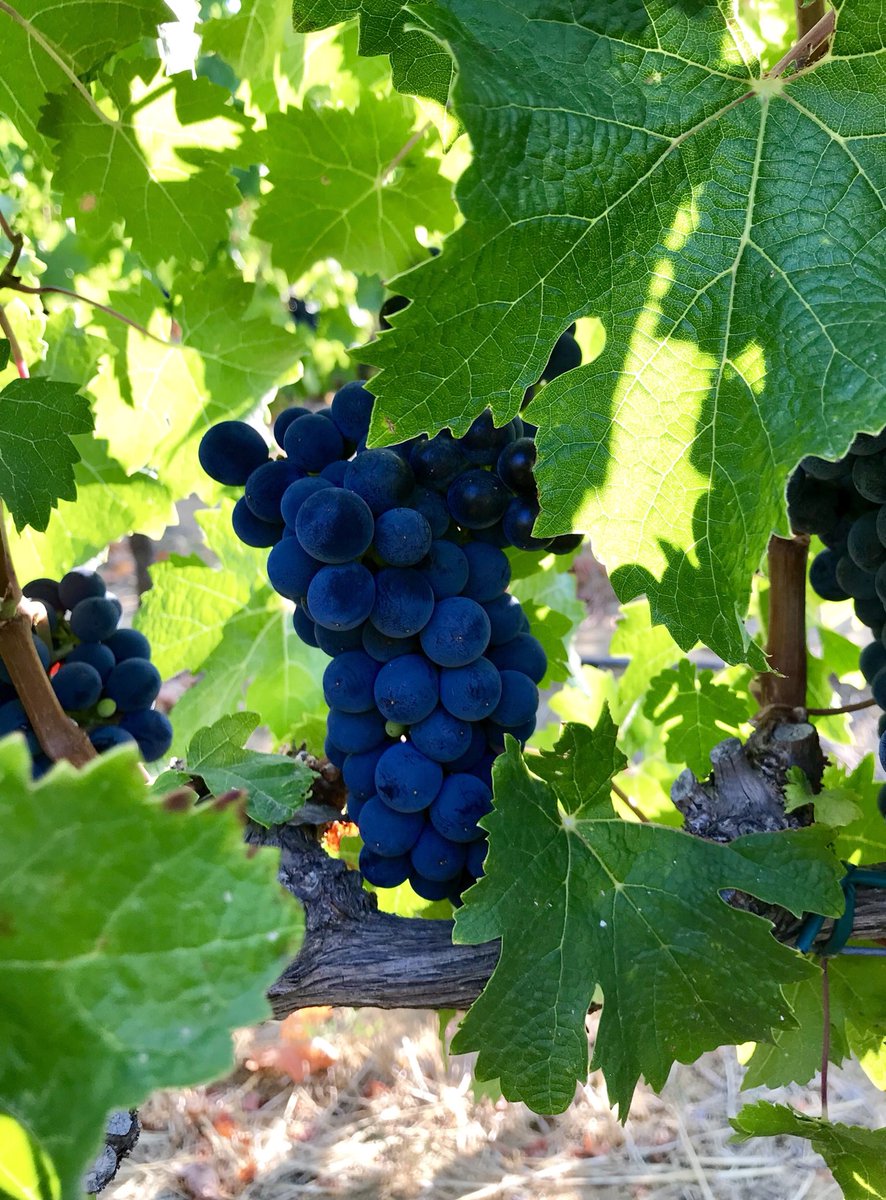 markoroux's tweet photo. Definitely not all doom &amp; gloom - Cab.franc in Stellenbosch handling drought like a champ after very very little irrigation #WarwickFarm . Why BDX varietals need clay... #Harvest2018 https://t.co/kDU8MtR3Pf
