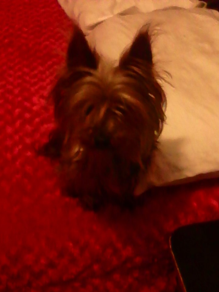 PERRITO ENCONTRADO ZONA TLALNEPANTLA TRAE TATUAJE DE FEDERACIÓN CANOFILA ya se llamo a la federación y no saben nada de los dueños ni se han comunicado informes 5529935266