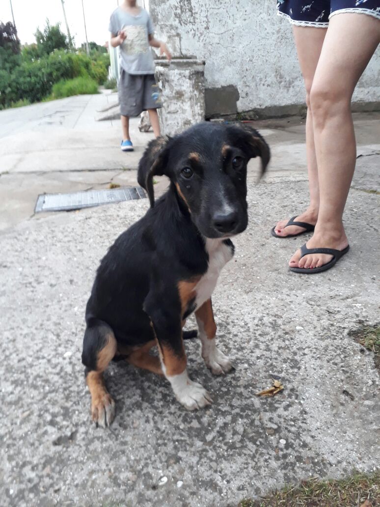 jjcxmila's tweet photo. Acaban de tirar a esta perrita en la puerta de mi casa y yo no me la puedo quedar, es muy chiquita y está bastante asustada. Barrio villa lourdes, entre irala y lanzilotta, si alguien puede tenerla hableme por md o sino ayuden con un rt, por favorr🙏 https://t.co/sJHOiDrF36