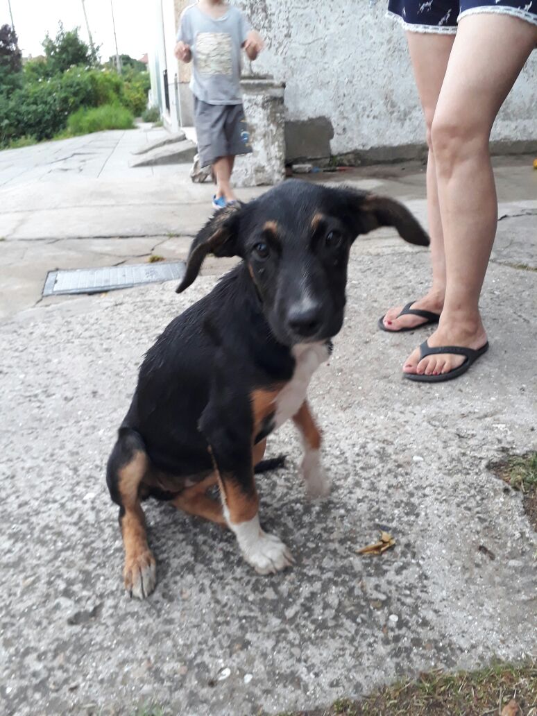 jjcxmila's tweet photo. Acaban de tirar a esta perrita en la puerta de mi casa y yo no me la puedo quedar, es muy chiquita y está bastante asustada. Barrio villa lourdes, entre irala y lanzilotta, si alguien puede tenerla hableme por md o sino ayuden con un rt, por favorr🙏 https://t.co/sJHOiDrF36