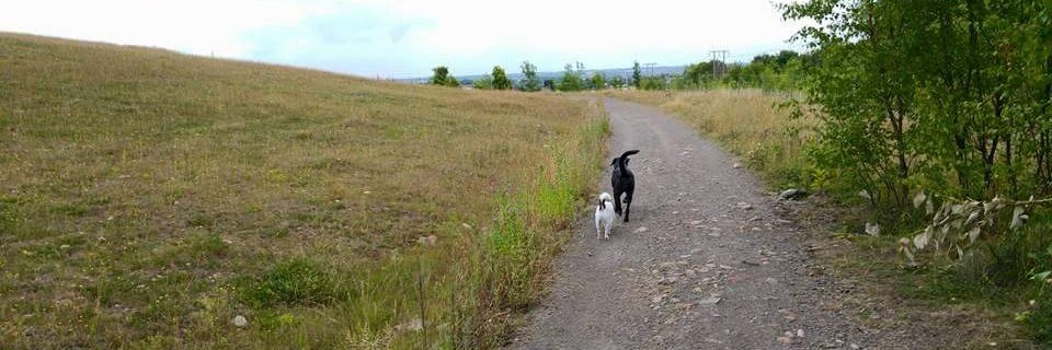 On All Fours - Dog Walking Service, Doncaster tweet media