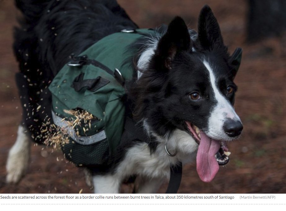 Innovations in seed dispersal
ibtimes.co.uk/chile-three-bo…