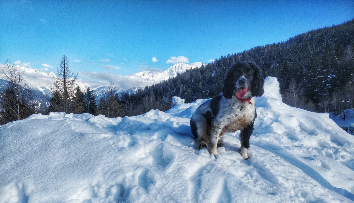 sprinkleofpeppa's tweet photo. Our #active little #furbaby raring to continue on her #walkies around #LaTania with a #beautiful backdrop of this #amazing #skiresort! We love @3Vallees_france !! https://t.co/9fJwgxUAaW