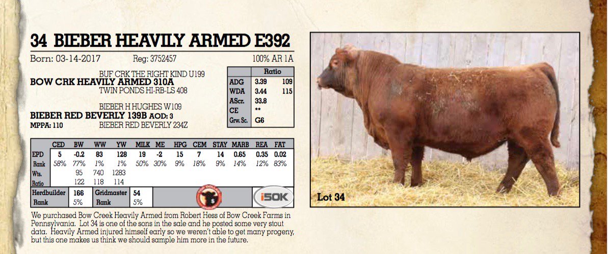 bowcreekfarm's tweet photo. Proud and humbled to have progeny of Bow CRK Heavily Armed 310A featured in such a respected production sale! Check out all the @BieberRedAngus bulls in the catalog link below & pay special attention to lot #34! #redangus #BEEF #pabeef @papreferred
https://t.co/SKY2mr8jo2 https://t.co/Zw5WZuMDg7