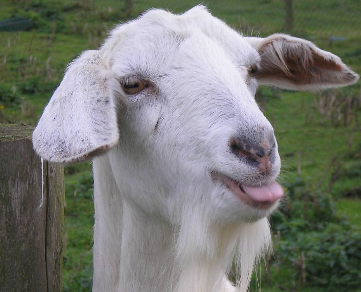 TurtleNuggetD's tweet image. I think I nailed it. @ShawnMendes @itsmendesart #doppleganger