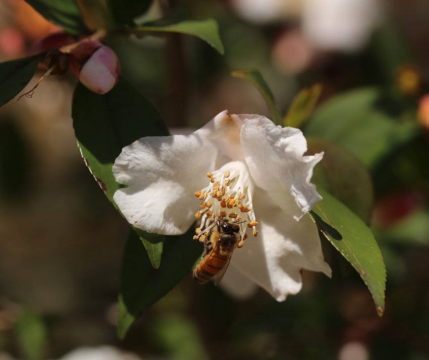 SouthALPlantDoc's tweet photo. I love this February blooming plant for the deep south. Camellia forterna blooming strong just 3 weeks after temps below 20 F. Providing food for bees when little else is available.#BeesInYourBackyard https://t.co/9vIHDPLooA
