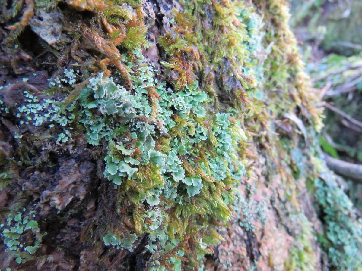 donnarainey4's tweet photo. Ash tree playing host to some gorgeous #mosses #liverworts #lichens along the #RiverBann Kilrea, https://t.co/Vo9TQZ1LhG