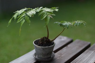 marattiaceae リュウビンタイ、熱帯・亜熱帯の森林に自生する大型常緑