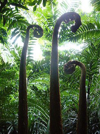 marattiaceae リュウビンタイ、熱帯・亜熱帯の森林に自生する大型常緑