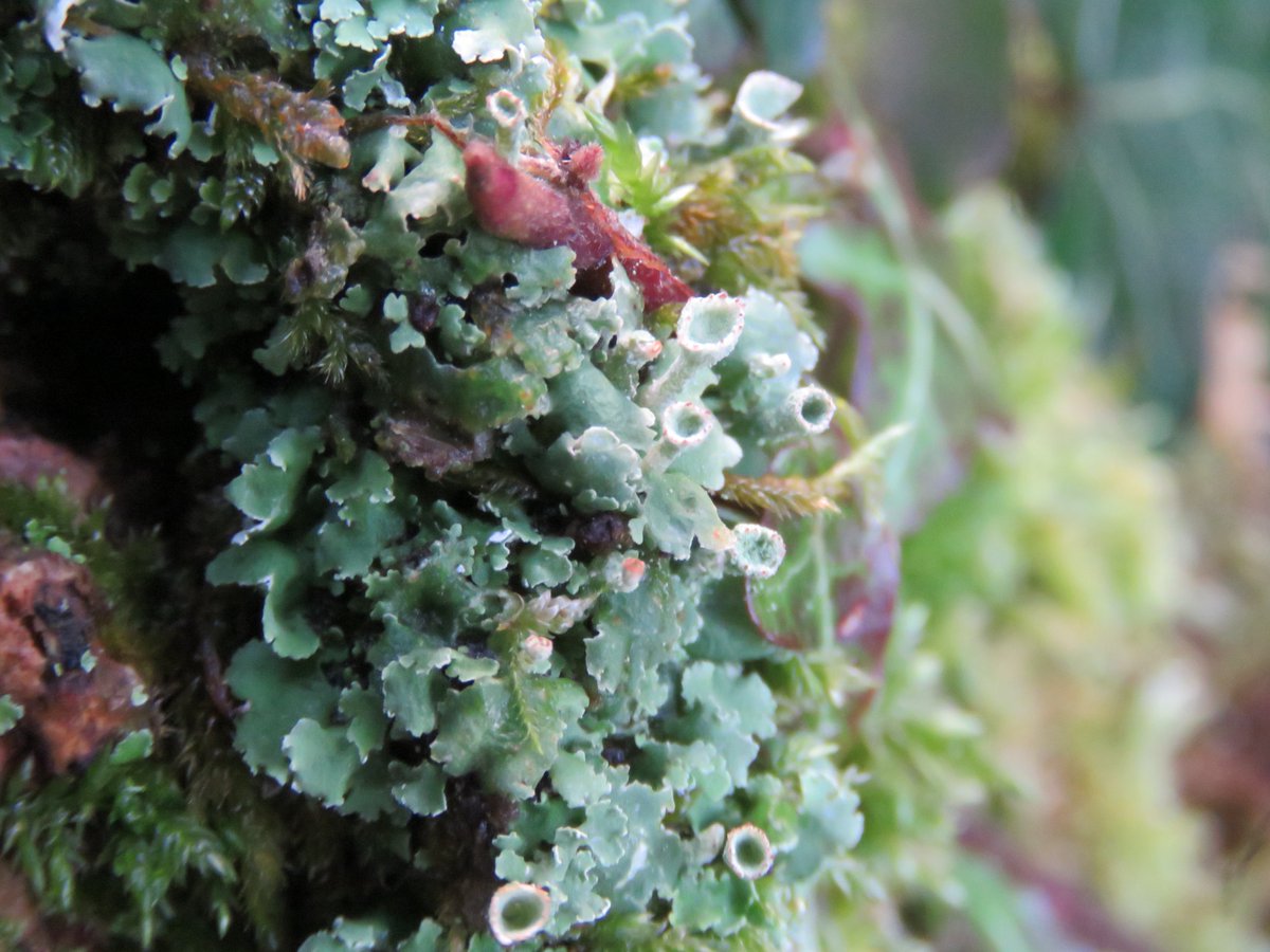 donnarainey4's tweet photo. Ash tree playing host to some gorgeous #mosses #liverworts #lichens along the #RiverBann Kilrea, https://t.co/Vo9TQZ1LhG