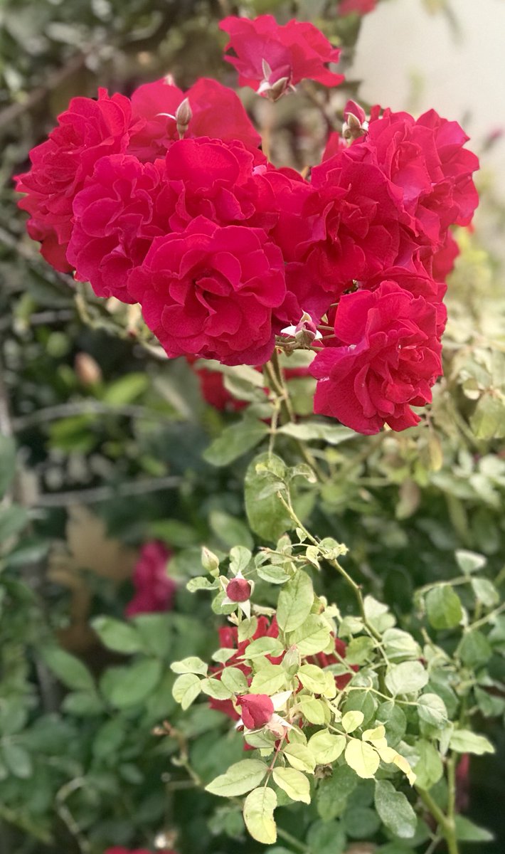 A bouquet of roses on the plant  And a whole stack of them!  #HomeGarden