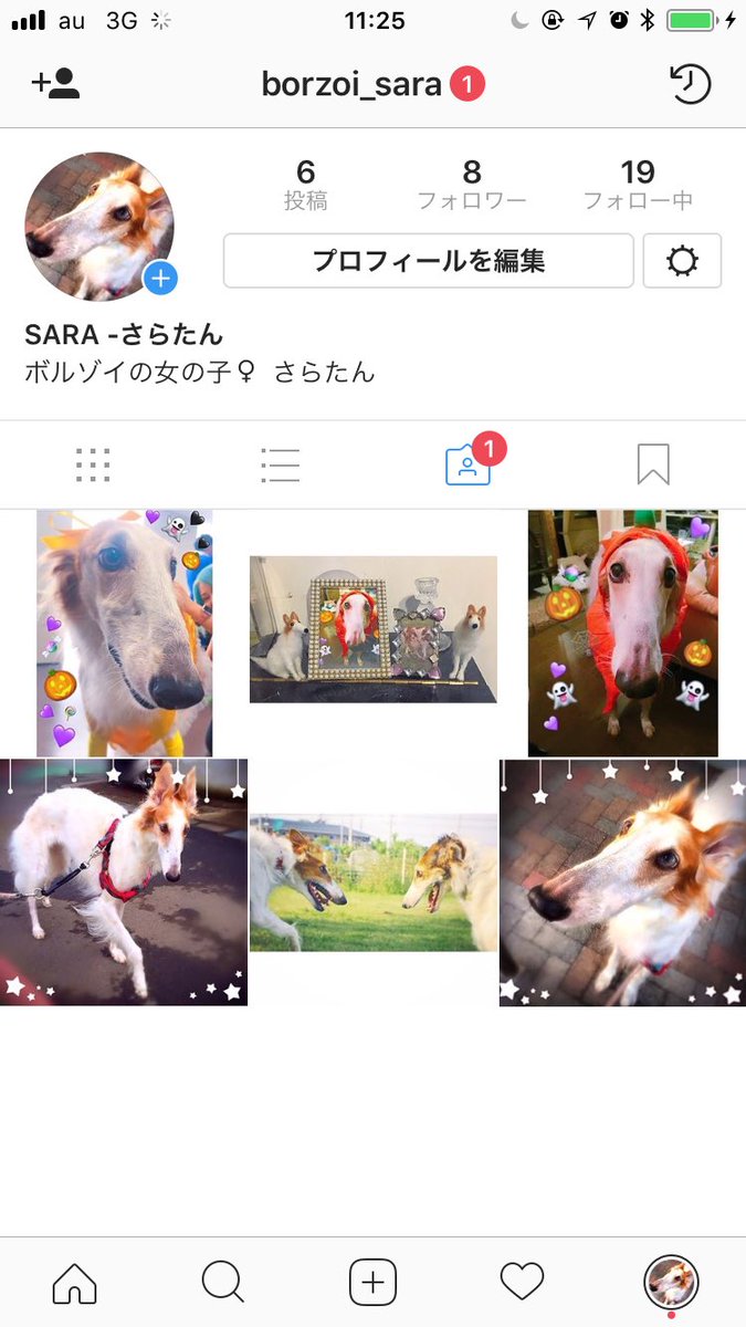 0211Mayno's tweet photo. …
…
Instagramをしている方、
フォローさせてください🙇‍♀️

新しく始めました！
ID教えてください😢😢😢👏
#インスタグラム #ボルゾイ https://t.co/u9r3vIEGD8
