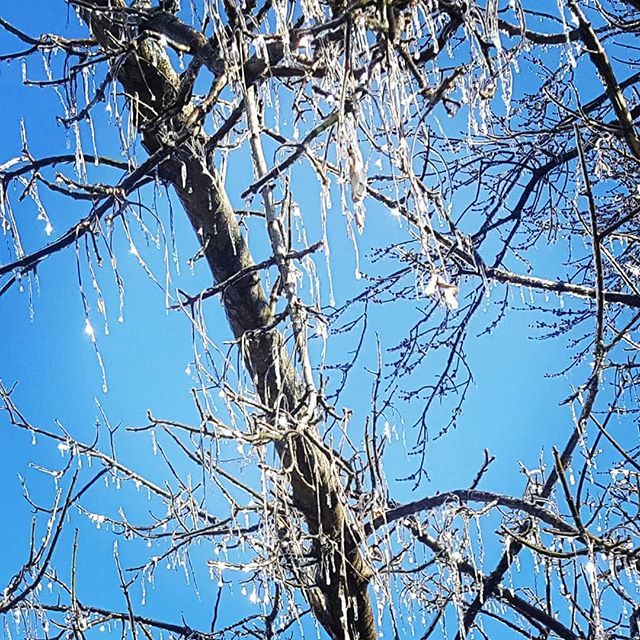 rattiedawg's tweet image. The ice on the trees was sparkling in the sun making it look like glass. 
2/8 ~ Beautiful .
.
.
.
#fmsphotoaday #fms_beautiful #fmspad #ice #winter #tree #icicles #kentucky ift.tt/2C57AR3