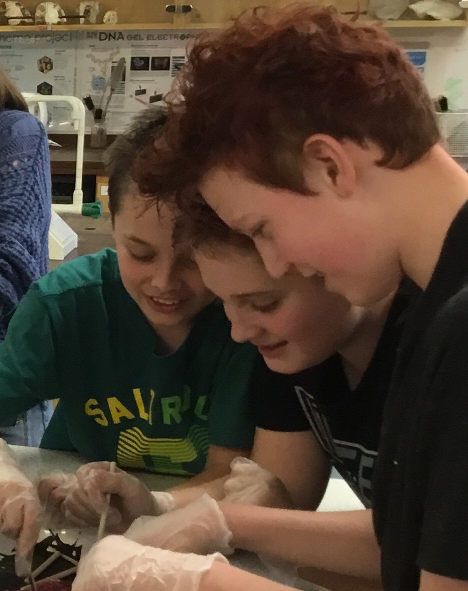 DunottarSci's tweet photo. Analysing the respiratory and digestive system of the rat #dissectionclub https://t.co/SUp3CfX8MC