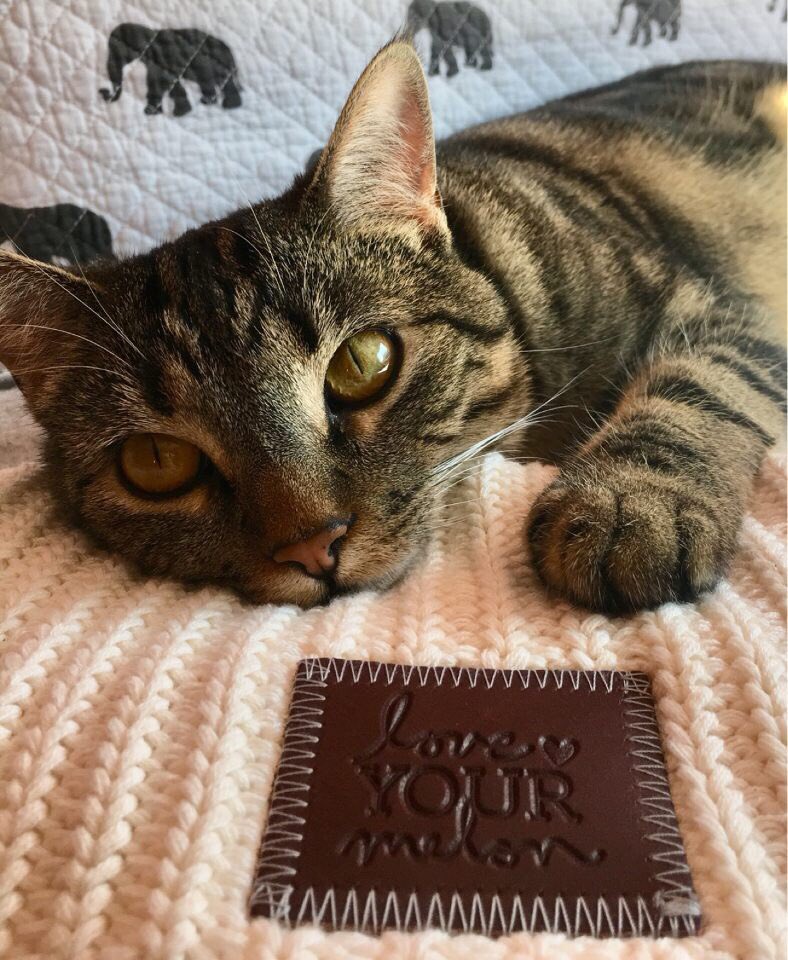 colostatelym's tweet photo. It’s still not Friday yet? 
You’ve got to be kitten me 😸♥️🍉
#westregionfightscancer https://t.co/tbM5DKOzRz