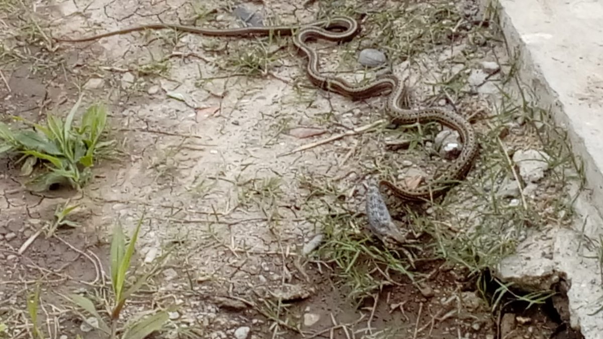 lowryder49's tweet photo. #PereyraRozas las entradas son microbasurales y ese espacio verde si es privado no cumple con el cordon cuneta ni cercado y es un baldio nido de viboras y alacranes. Dia de lluvia esto no es barrio es barrial ni el correo quiere entrar. https://t.co/nSEQ1Fp69m