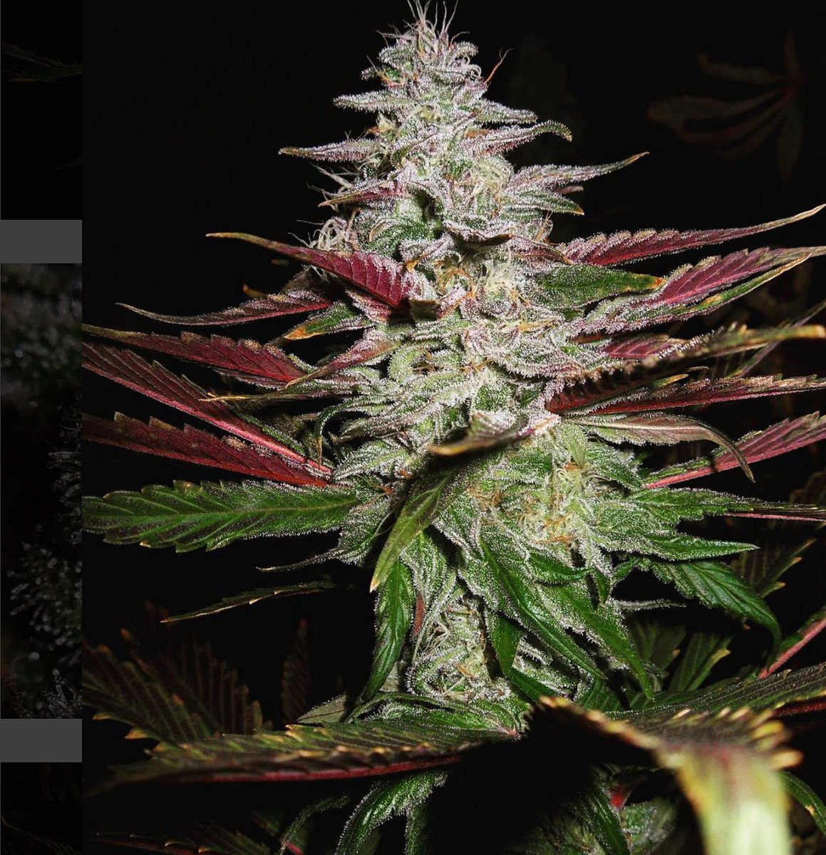 HIGH_TIMES_Mag's tweet photo. Blue Drama from #SecondGenerationGenetics.
(Sour Bubble X DJ Short Blueberry)
📷: Bred & grown by https://t.co/iOwjTBxLAo https://t.co/K08GHhIAPN