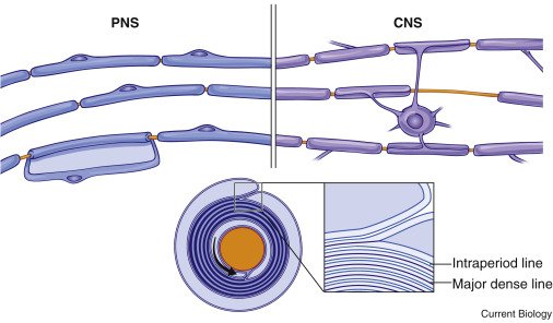 Biology, Free Full-Text